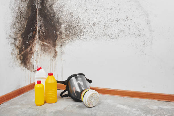Best Emergency Mold Remediation in Goldstream, AK