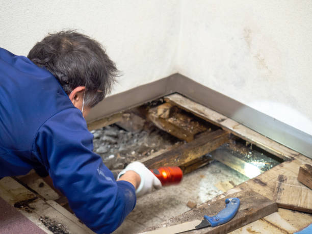  Goldstream, AK Mold Removal Pros