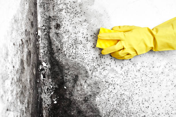 Best HVAC Mold Remediation in Goldstream, AK