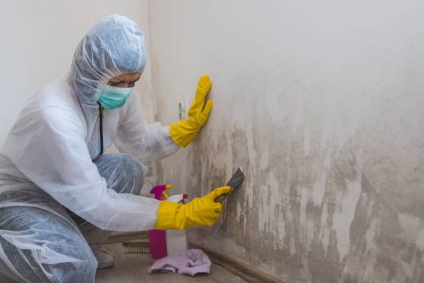 Best Preventive Mold Services in Goldstream, AK
