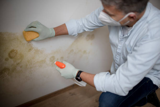 Best DIY Mold Remediation Support Services in Goldstream, AK