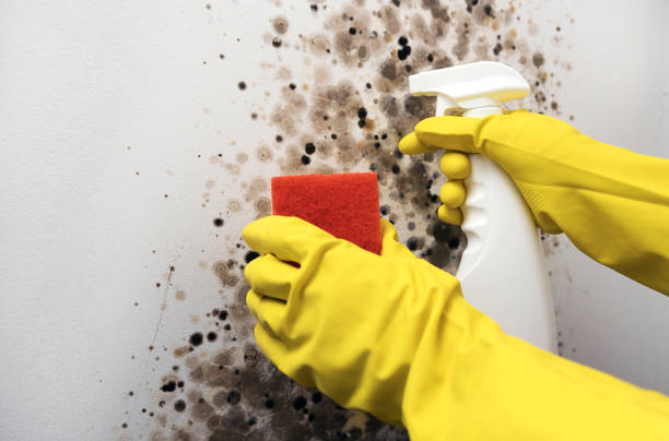 Best HVAC Mold Remediation in Goldstream, AK
