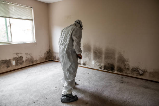 Best Crawl Space Mold Remediation in Goldstream, AK