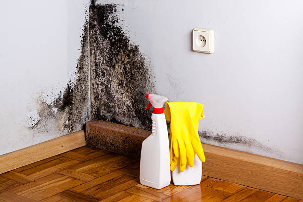 Best White Mold Remediation in Goldstream, AK