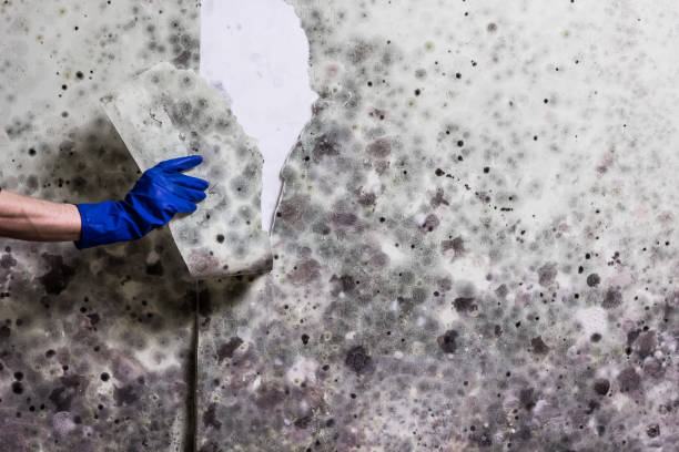 Best Mold Testing and Inspection Services in Goldstream, AK
